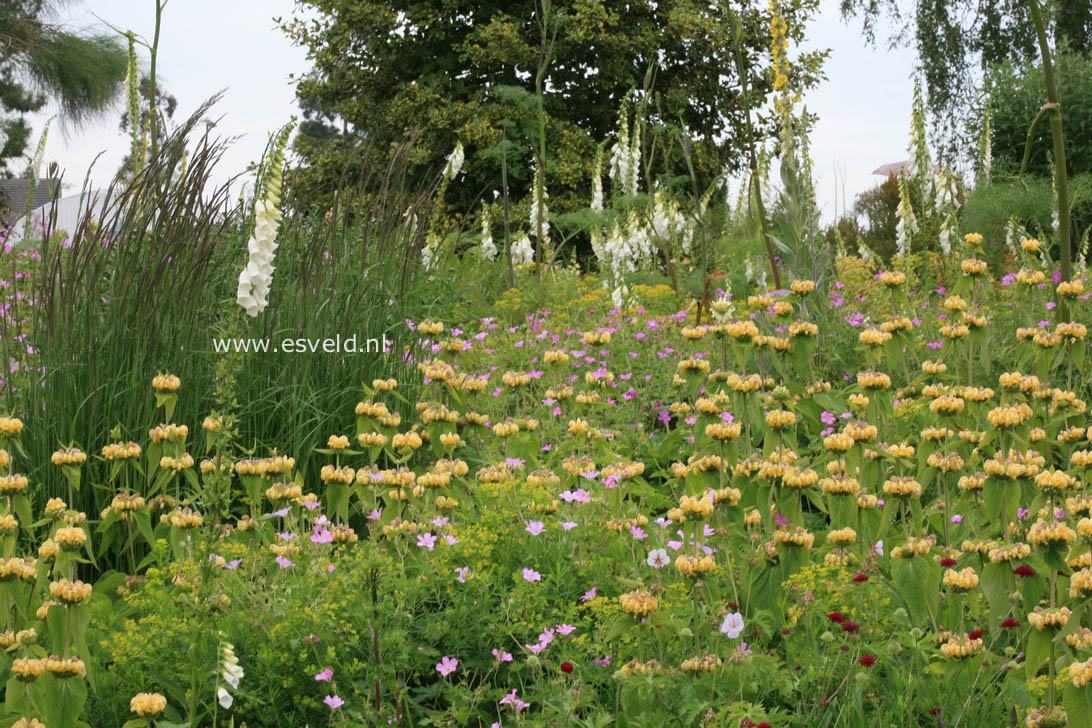 Phlomis russeliana