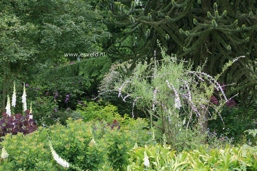 Buddleja alternifolia