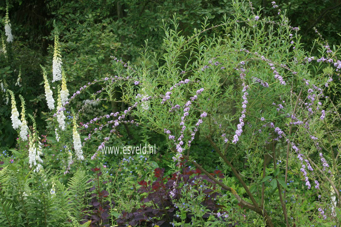 Buddleja alternifolia