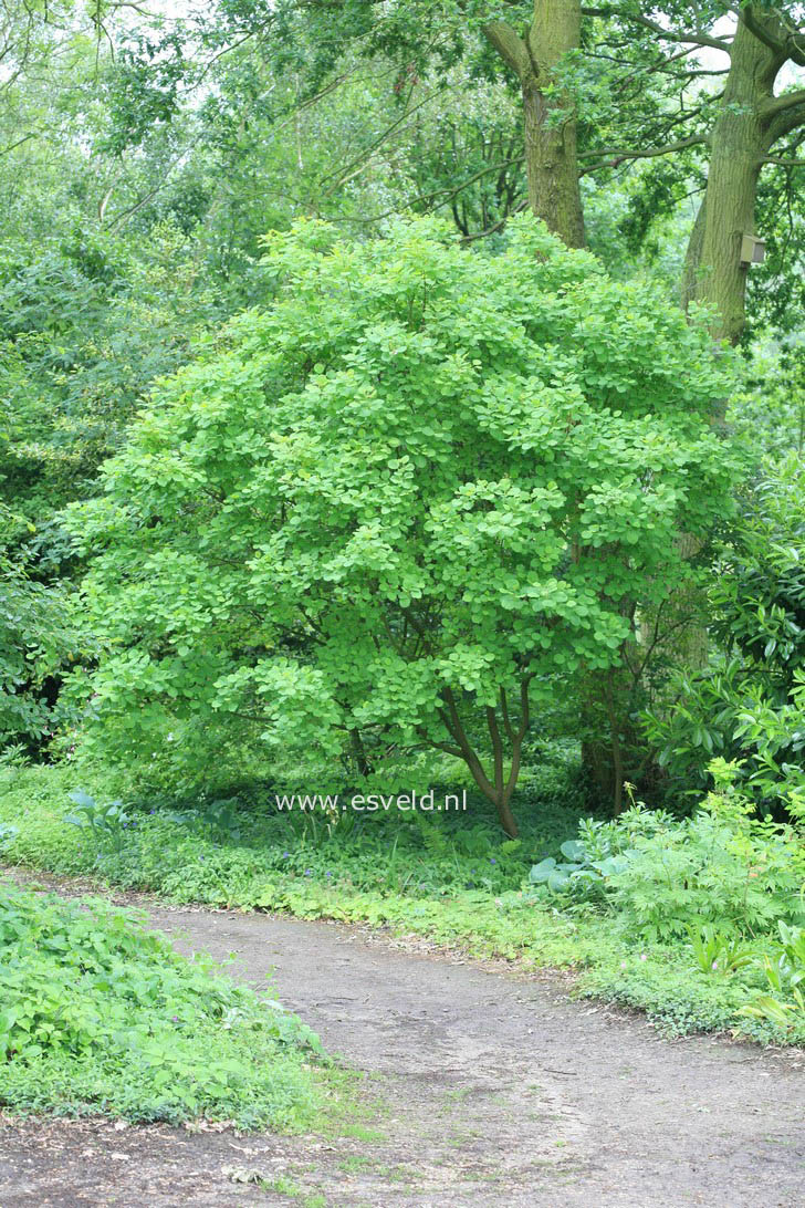 Cotinus coggygria