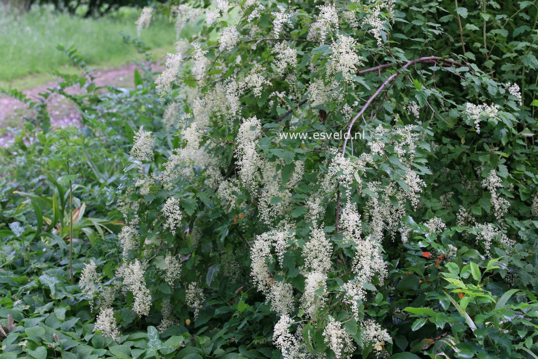 Holodiscus discolor