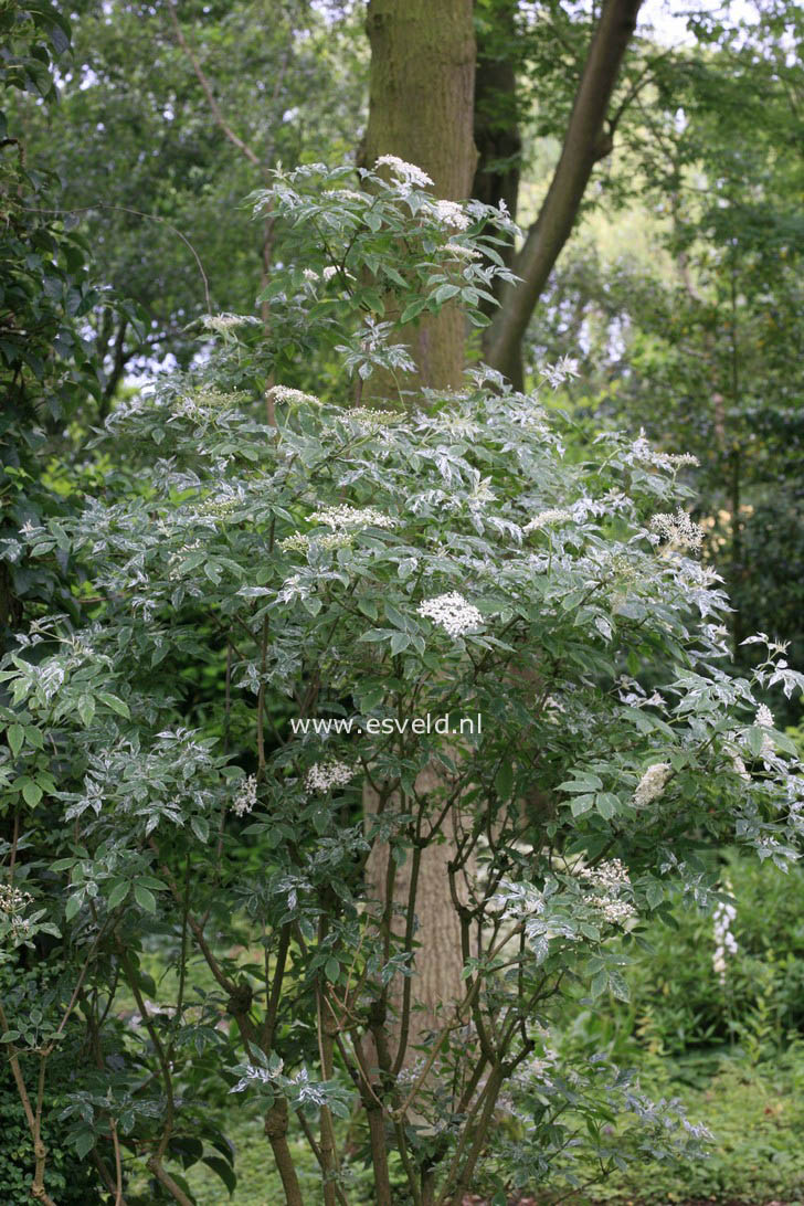 Sambucus nigra 'Pulverulenta'