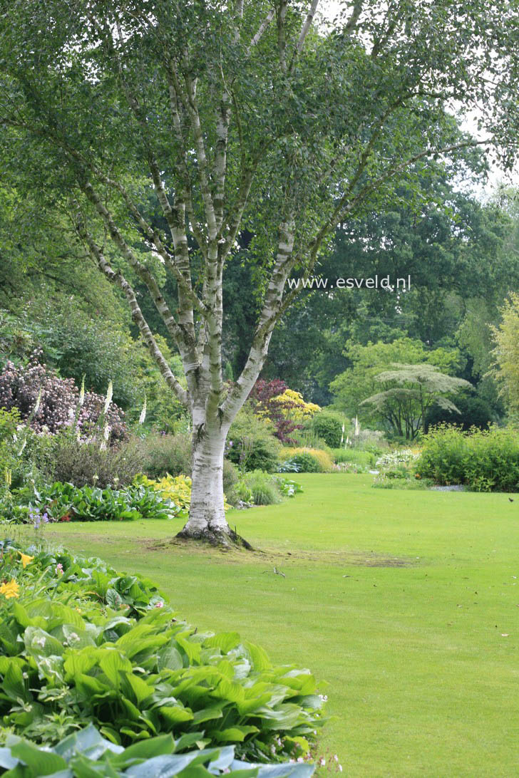 Betula utilis