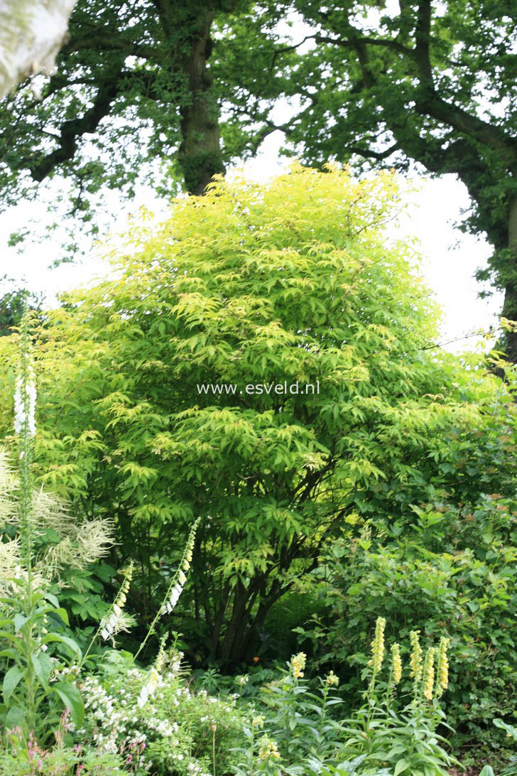 Sambucus racemosa 'Plumosa Aurea'