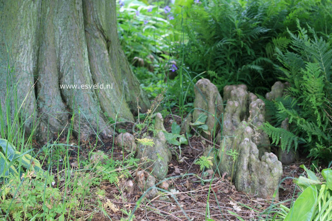 Taxodium distichum