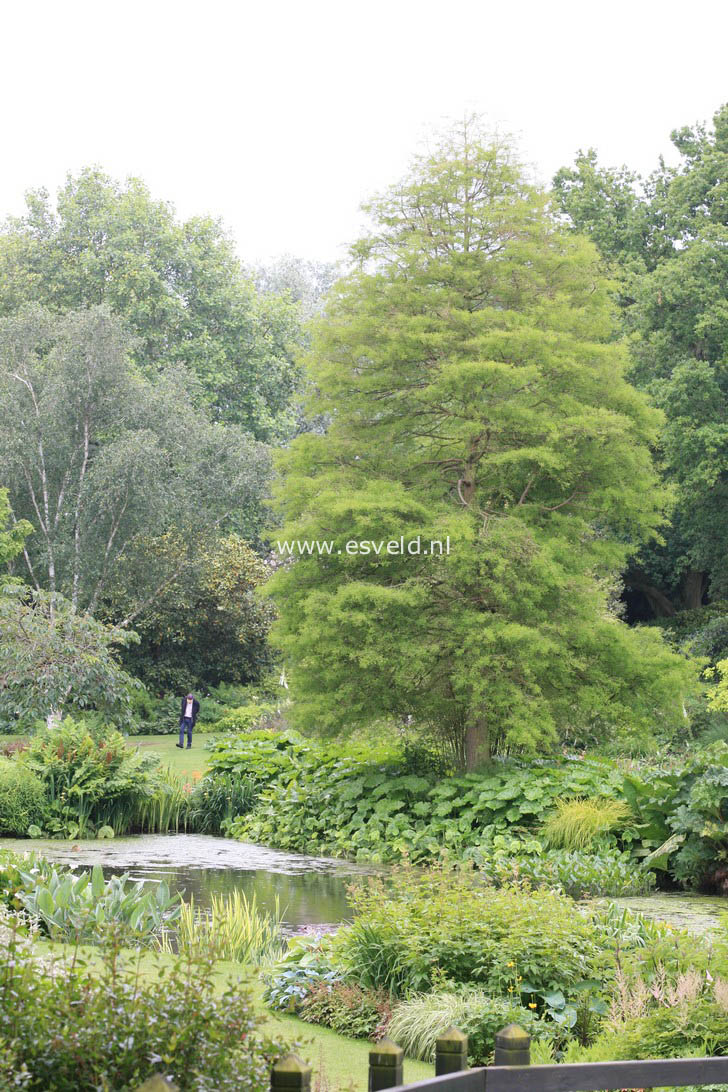 Taxodium distichum