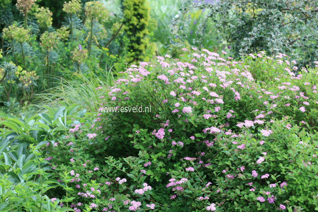 Spiraea japonica 'Little Princess'