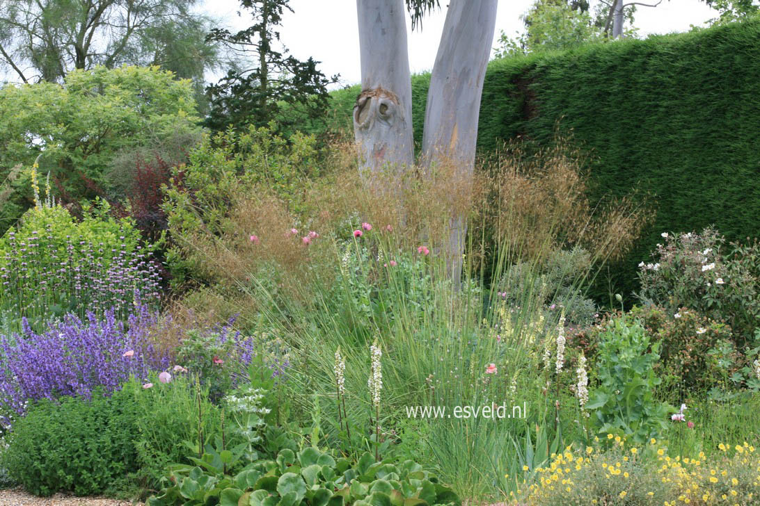 Stipa gigantea