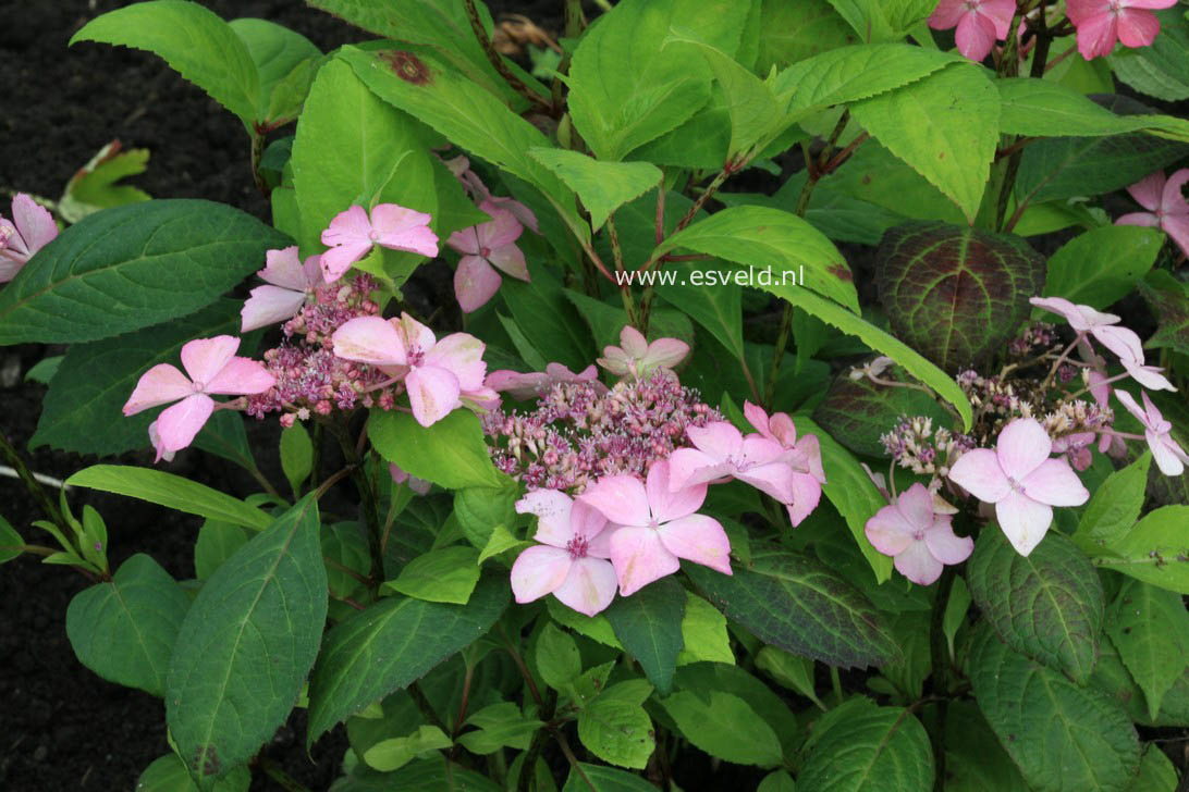 Hydrangea serrata 'Kuro hime'