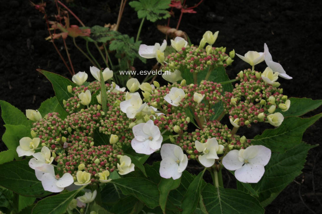 Hydrangea macrophylla 'Stourton Lace'