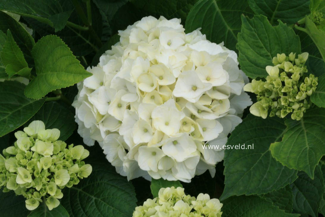 Hydrangea macrophylla 'Napo' (MAGICAL PEARL)