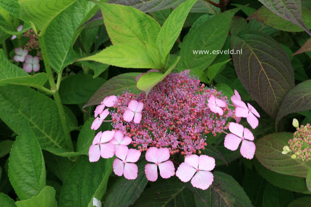 Hydrangea serrata 'Aka tsanayama'