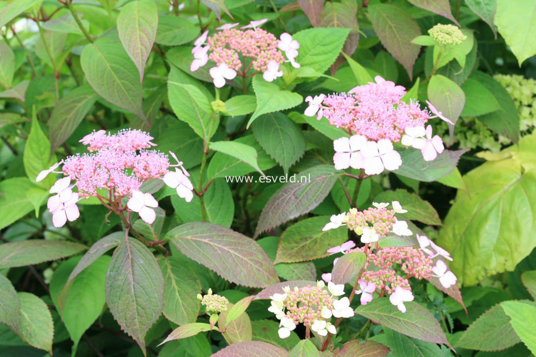 Hydrangea serrata 'Aka tsanayama'