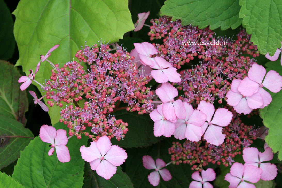 Hydrangea serrata 'Aka tsanayama'