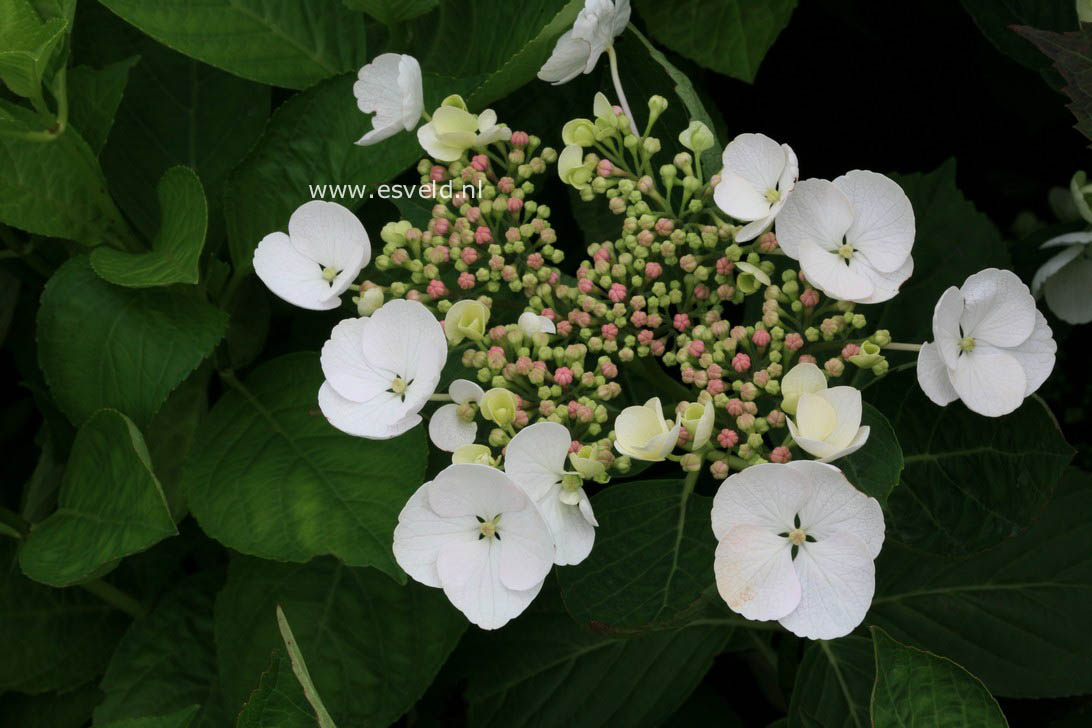 Hydrangea macrophylla 'Snow'