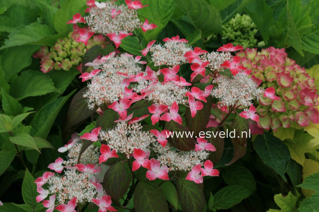 Hydrangea serrata 'Kiyosumi'