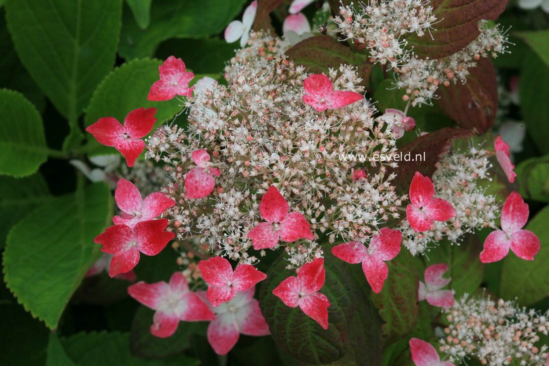 Hydrangea serrata 'Kiyosumi'