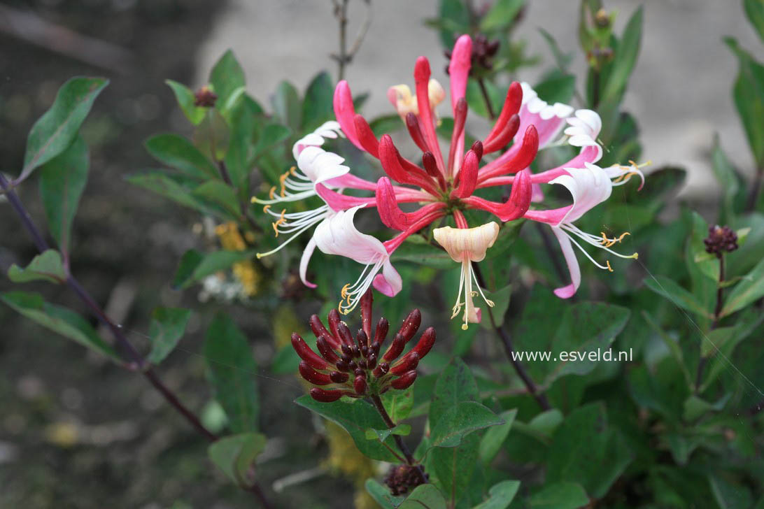 Lonicera periclymenum 'Honeybush'