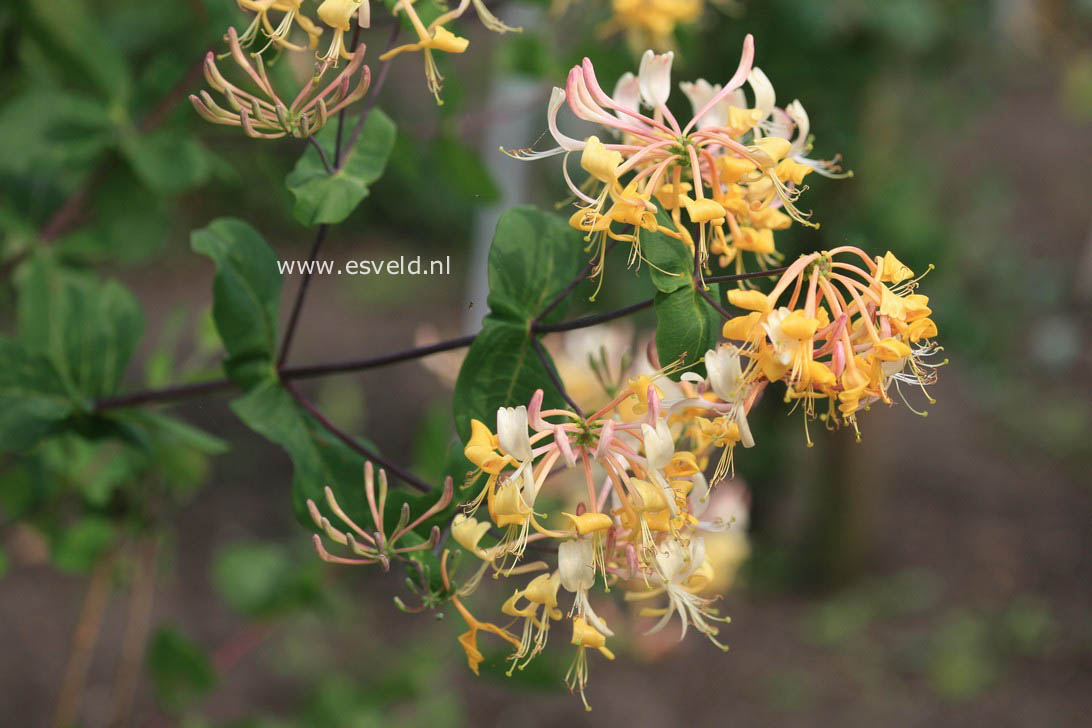 Lonicera etrusca 'Superba'