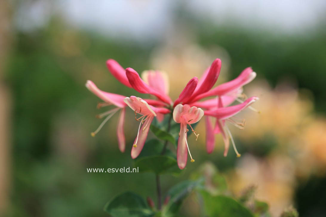 Lonicera heckrottii 'Goldflame'