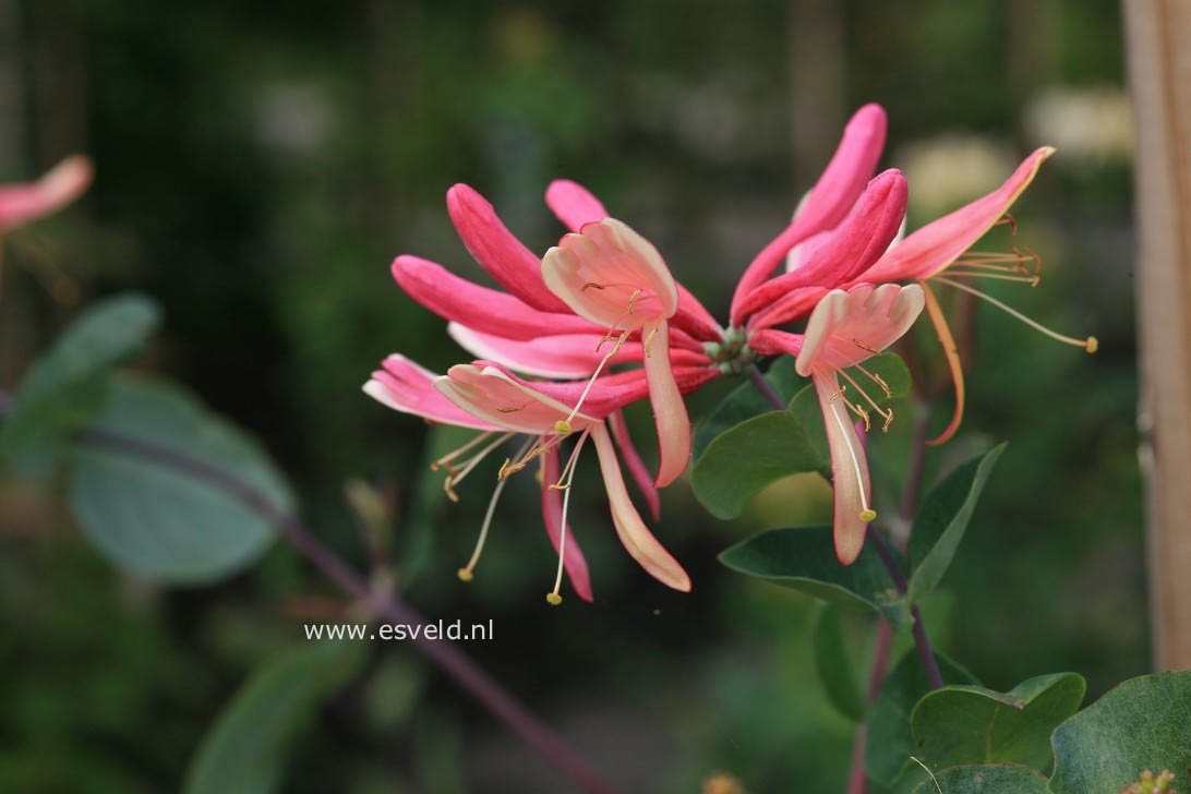 Lonicera heckrottii 'Goldflame'