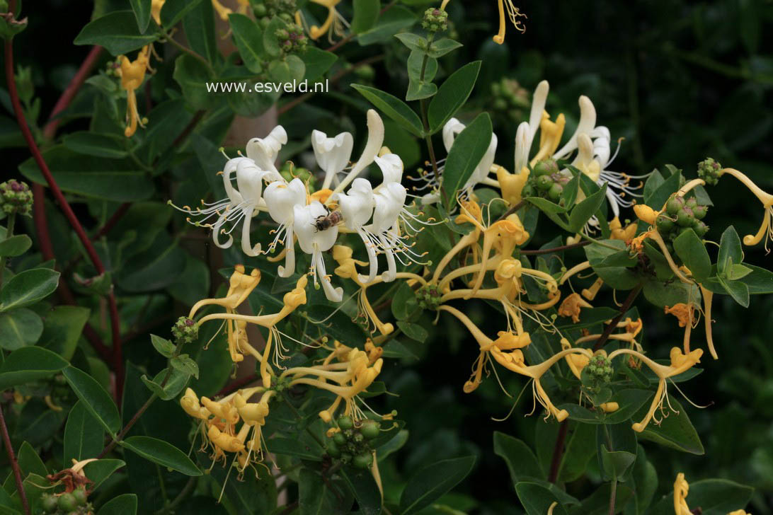 Lonicera periclymenum 'Scentsation'