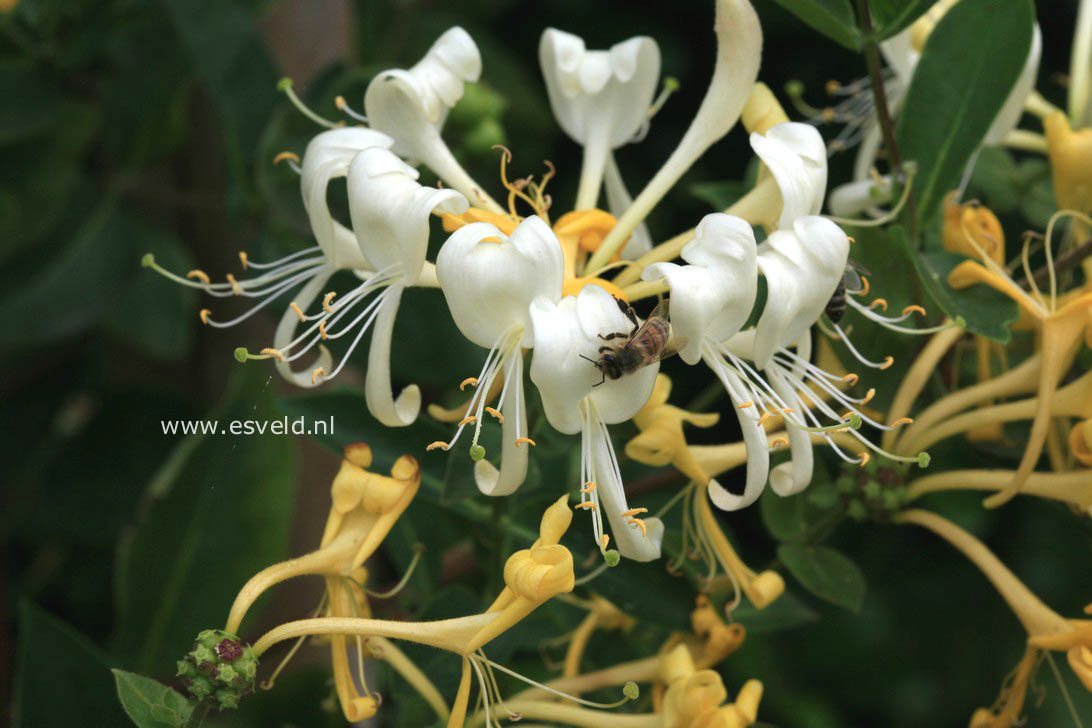 Lonicera periclymenum 'Scentsation'