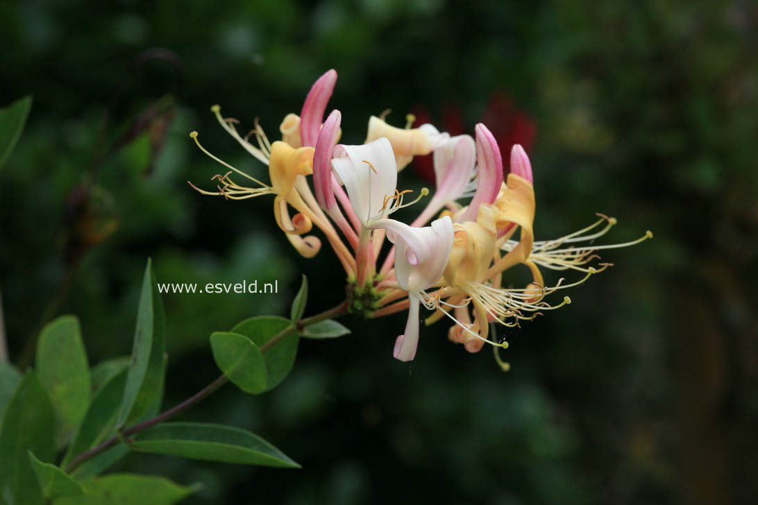 Lonicera periclymenum 'Munster'