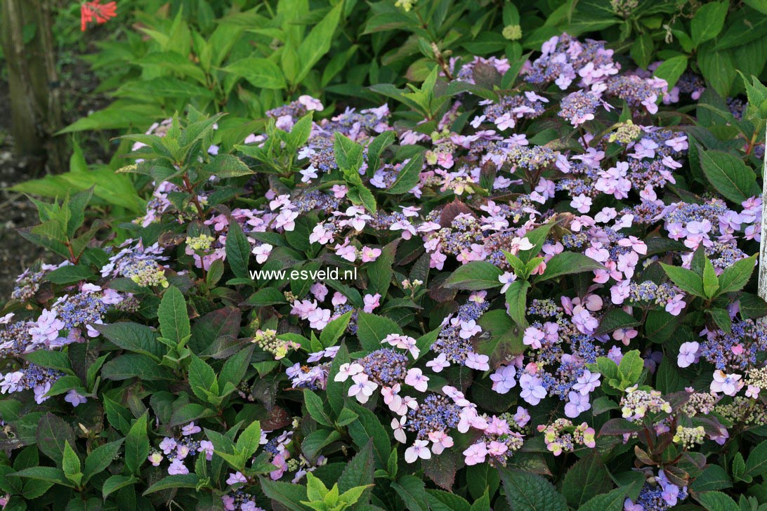 Hydrangea serrata 'Spreading Beauty'