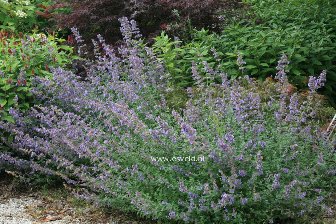 Nepeta 'Six Hills Giant'