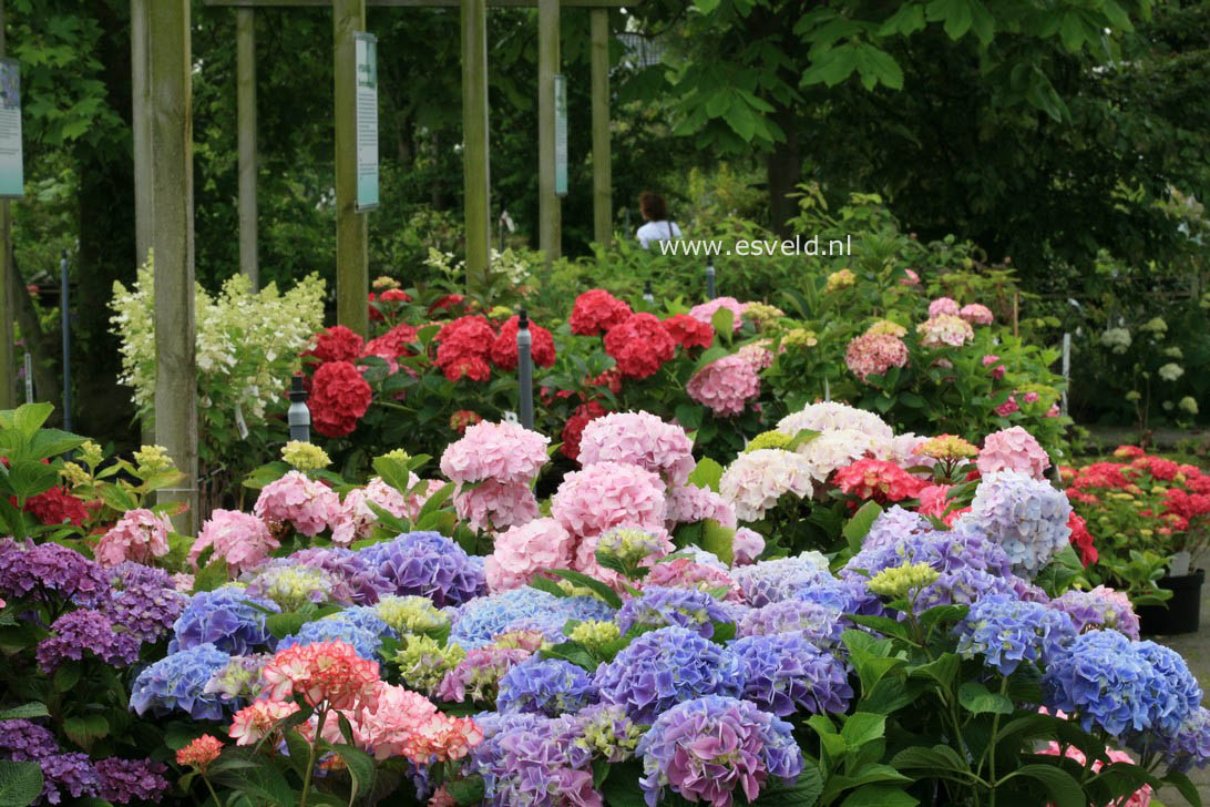 Hydrangea macrophylla