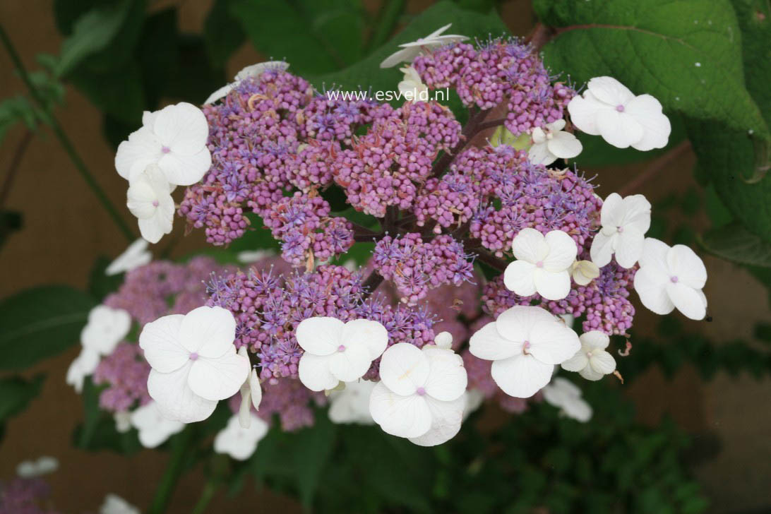 Hydrangea aspera 'Macrophylla'