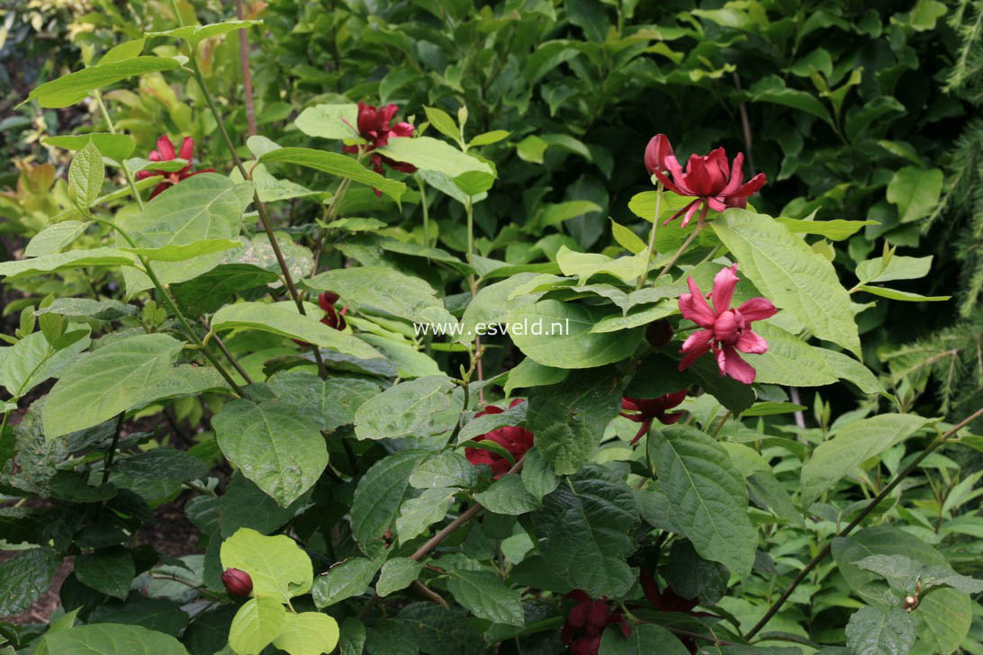 Calycanthus raulstonii 'Hartledge Wine'