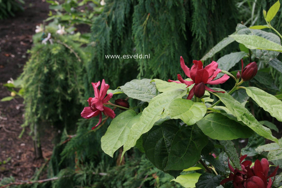 Calycanthus raulstonii 'Hartledge Wine'