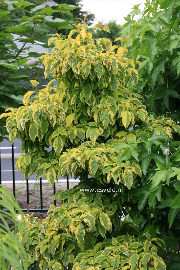 Cornus florida 'Sunset' (CHEROKEE SUNSET)