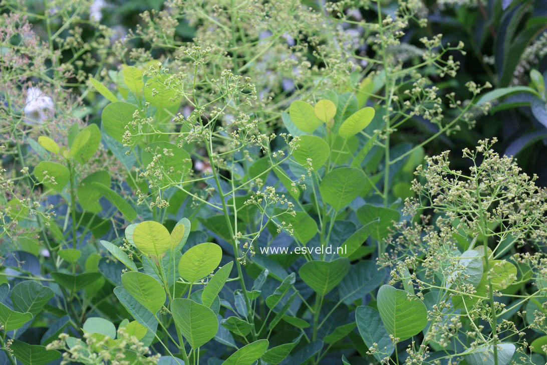 Cotinus coggygria 'Young Lady'