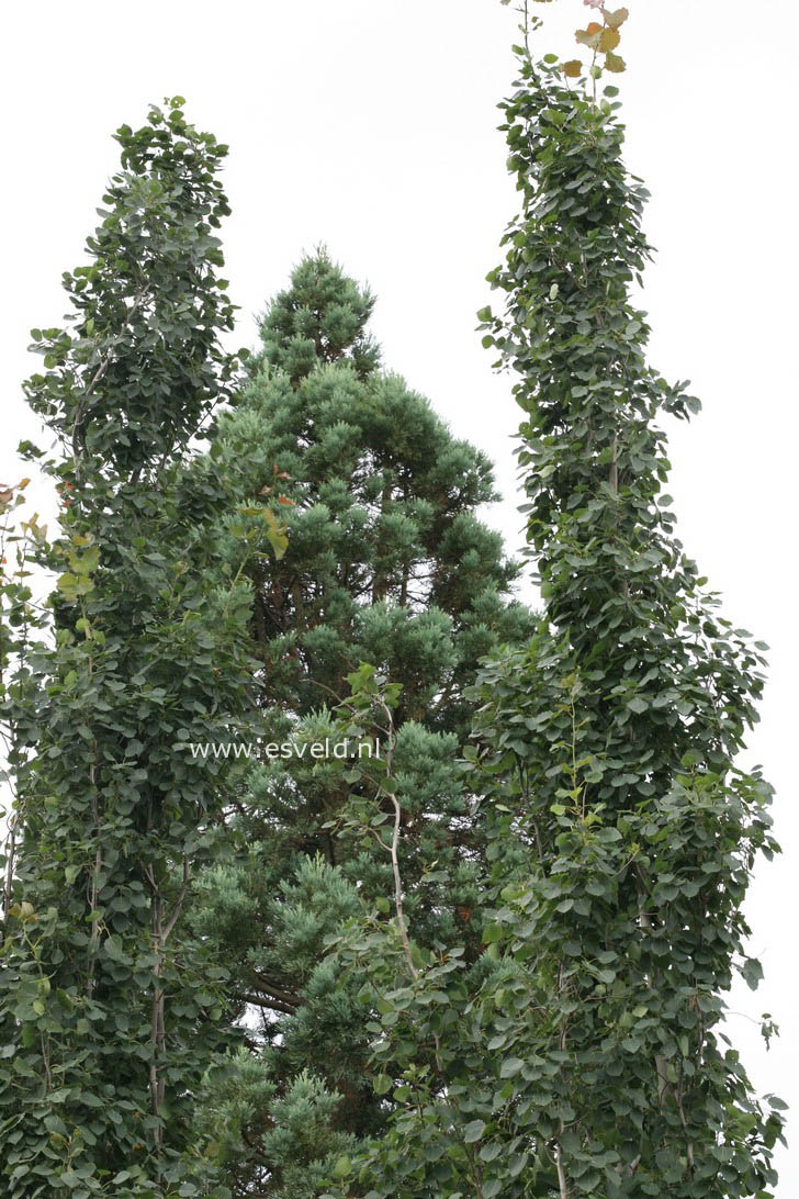 Populus tremula 'Erecta'