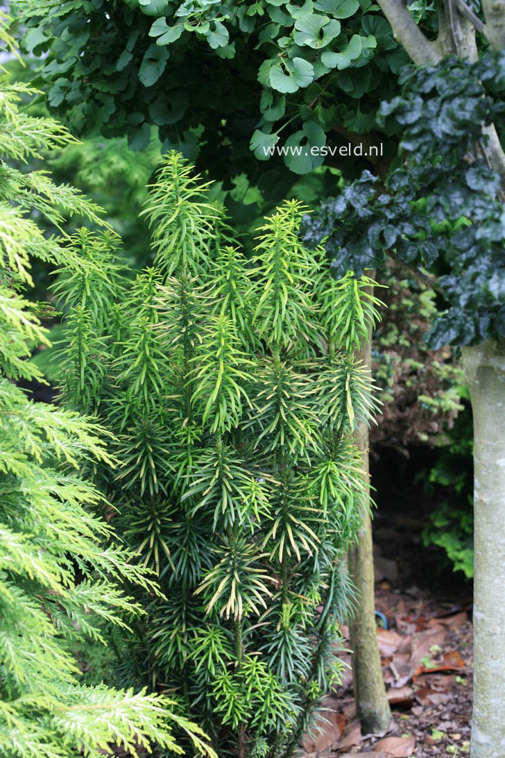 Cephalotaxus harringtonii 'Korean Gold'