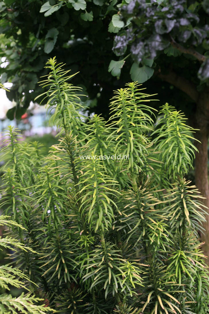 Cephalotaxus harringtonii 'Korean Gold'