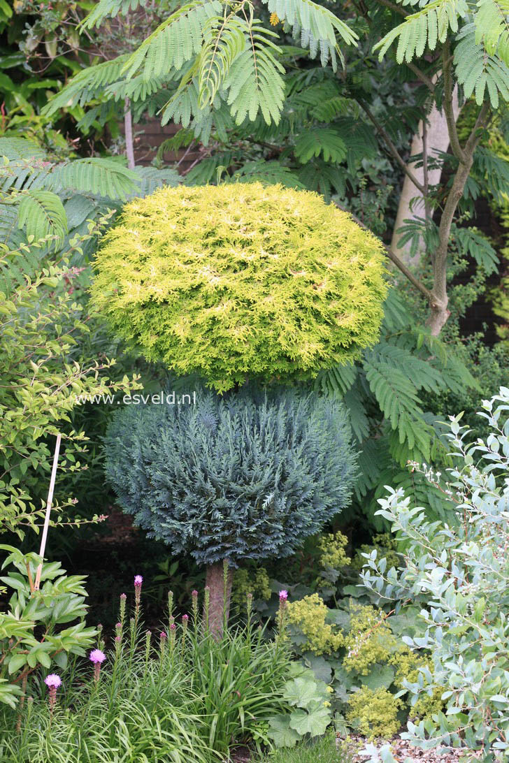 Chamaecyparis obtusa 'Confucius'