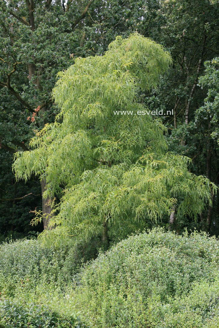 Juglans nigra 'Laciniata'