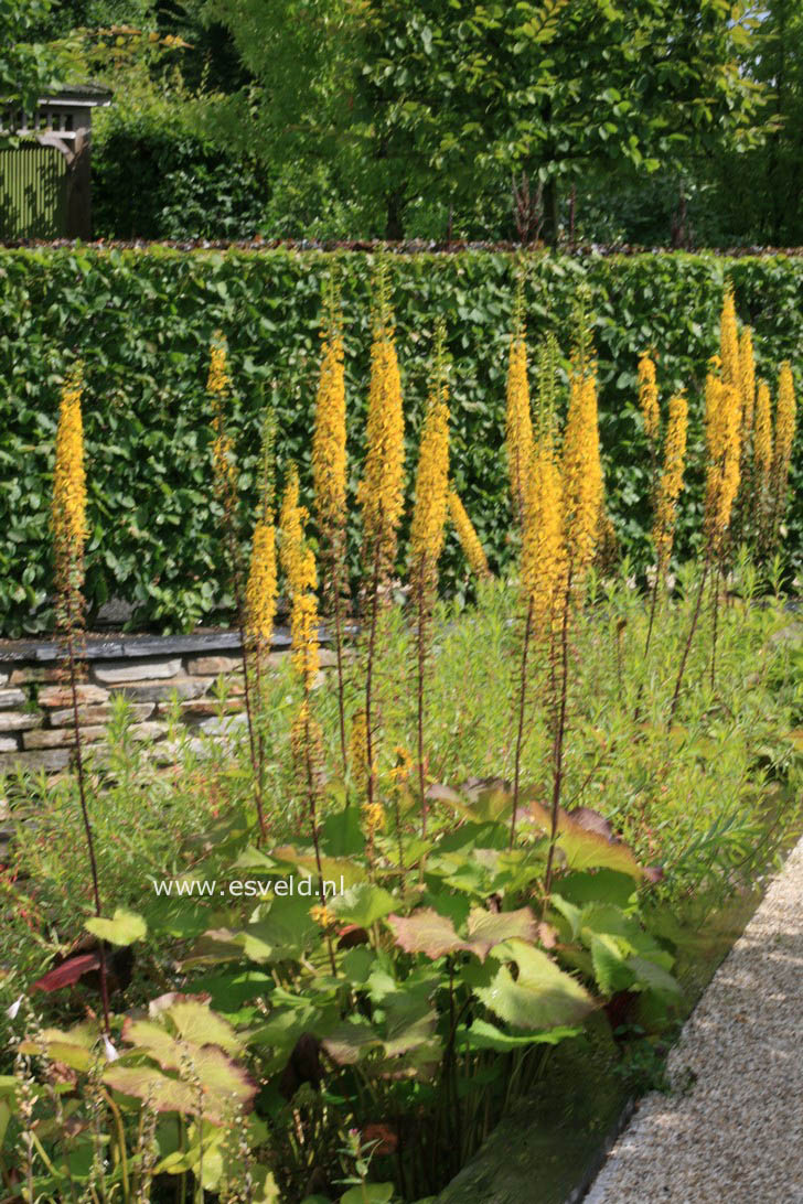 Ligularia stenocephala 'The Rocket'