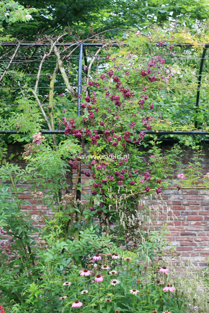 Clematis 'Purpurea Plena Elegans'