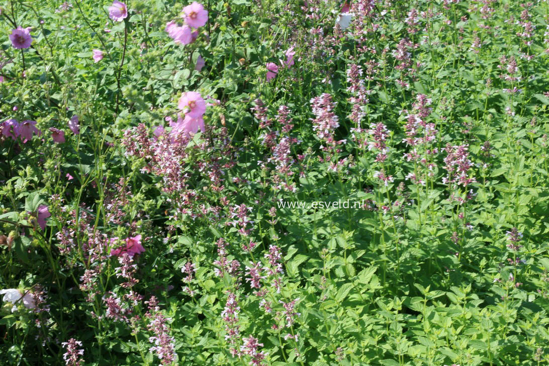 Nepeta grandiflora 'Dawn to Dusk'