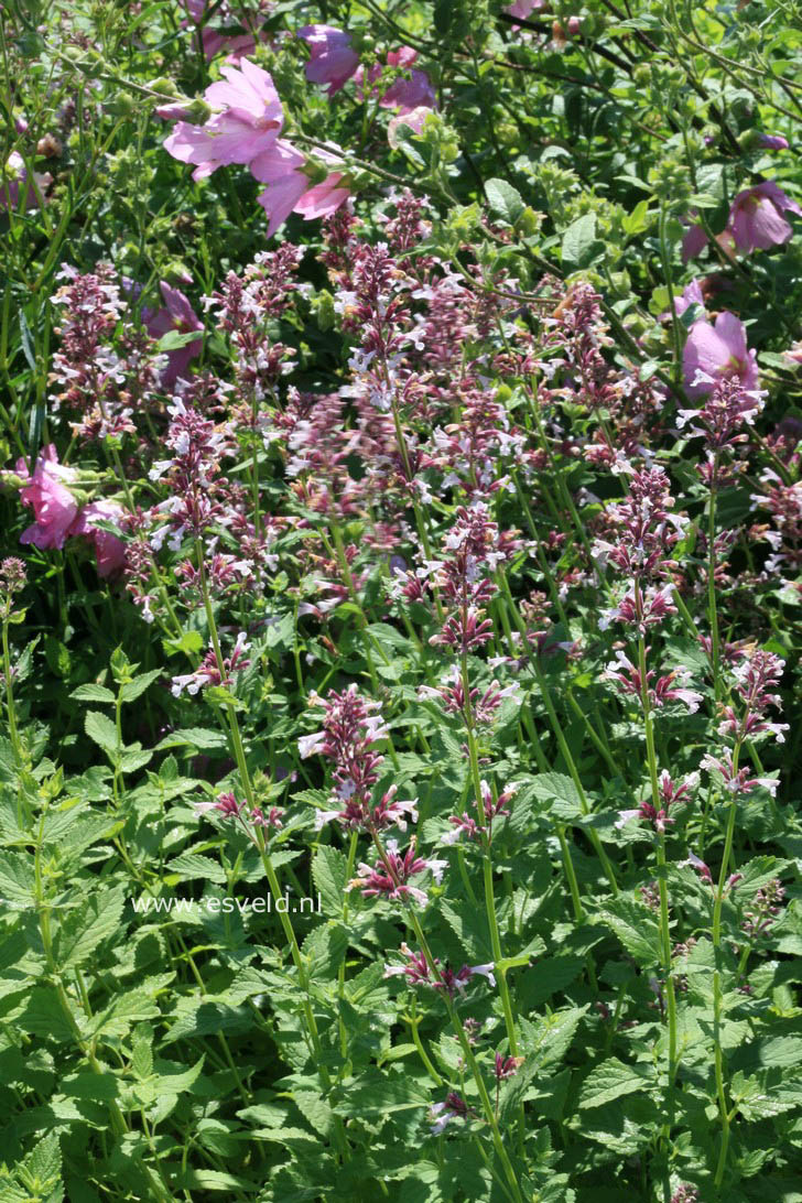 Nepeta grandiflora 'Dawn to Dusk'