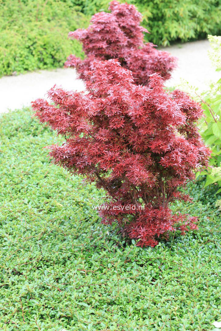 Acer palmatum 'Shaina'