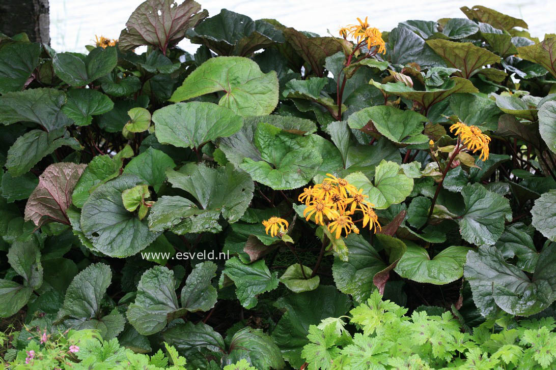 Ligularia dentata 'Othello'