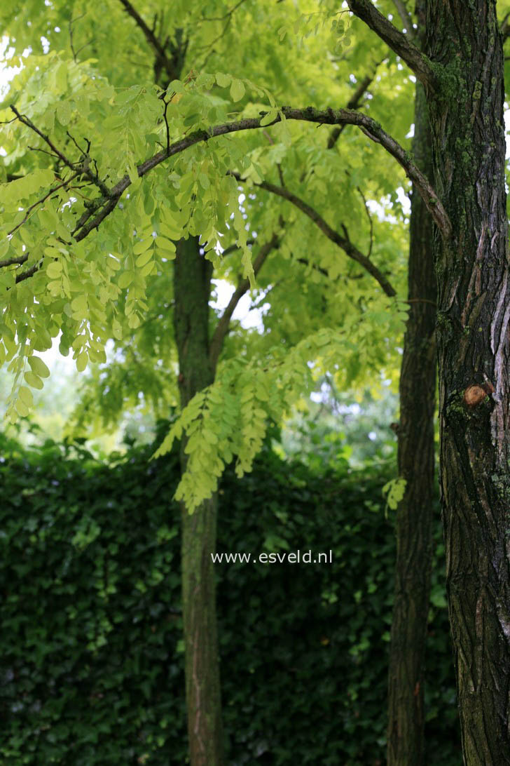 Robinia pseudoacacia 'Frisia'