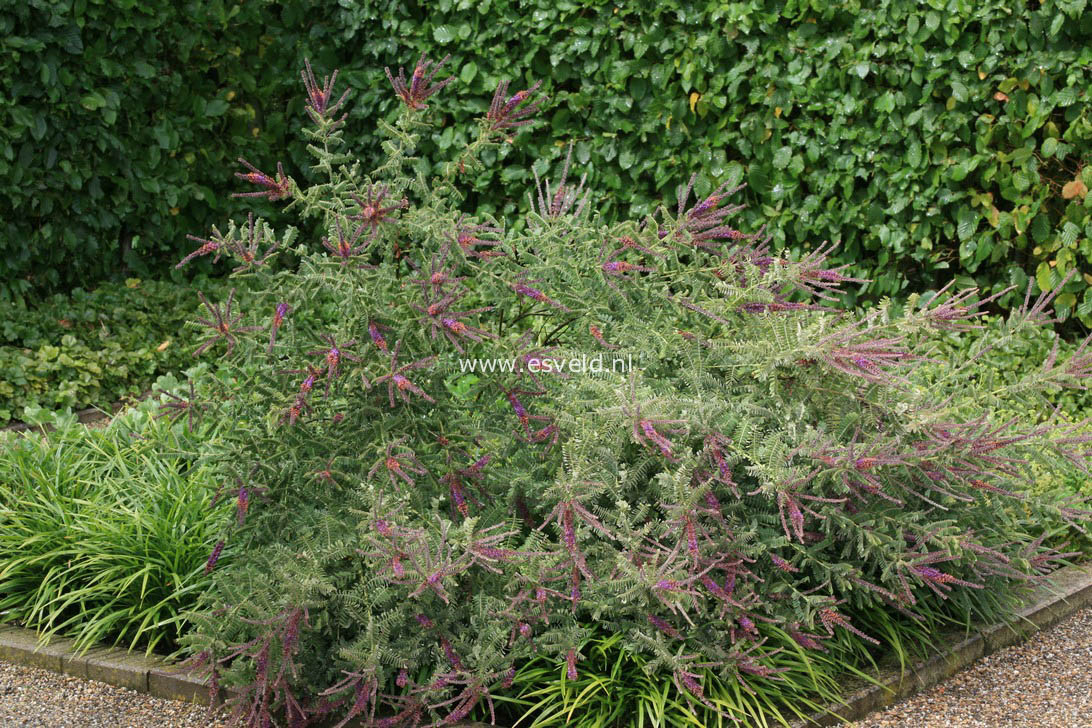 Amorpha fruticosa