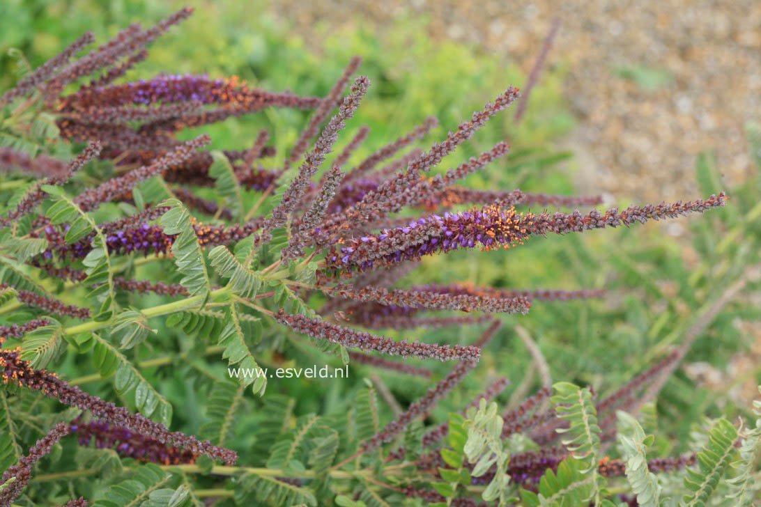 Amorpha fruticosa